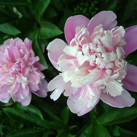 Casa vacanze Haus-auetal Bliedersdorf