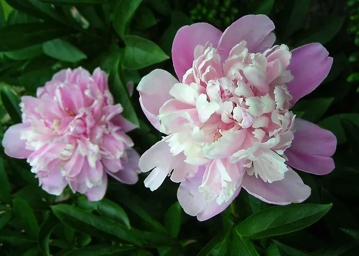 Дом отдыха Haus-auetal Bliedersdorf